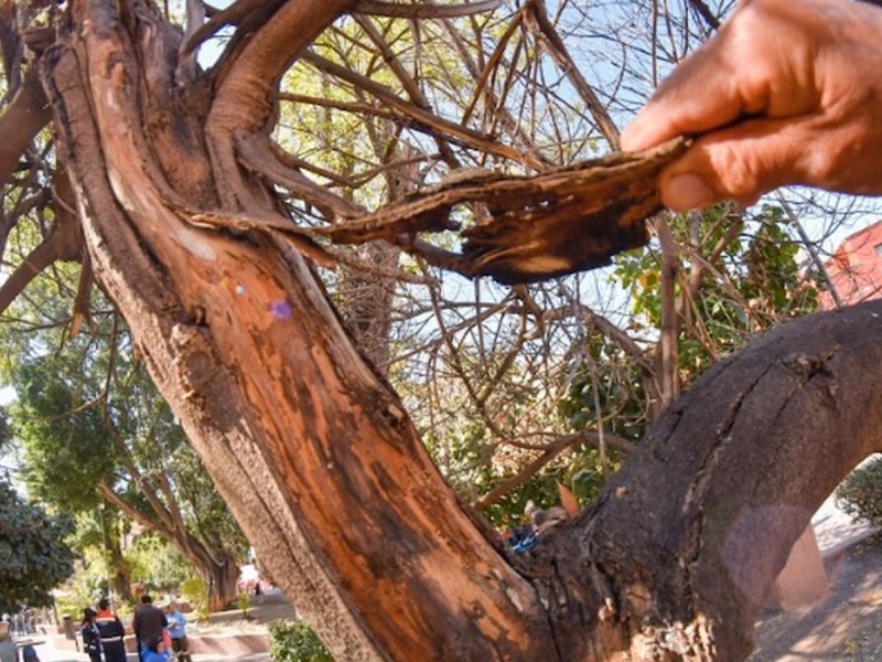 Advierten vecinos por deterioro de árboles en Guanajuato capital