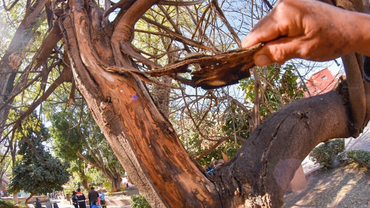 Advierten vecinos por deterioro de árboles en Gto capital
