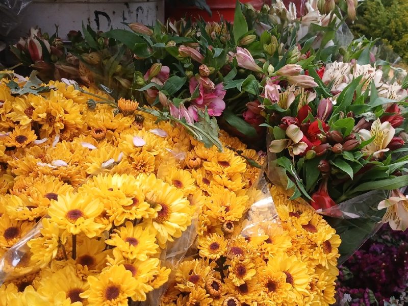 Se marchita la tendencia: Cae la demanda de flores amarillas en el centro de Celaya