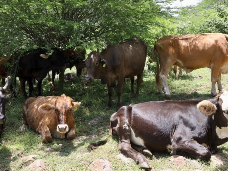 Confirman cinco casos de gusano barrenador en Guanajuato: Xichú y Apaseo el Grande afectados