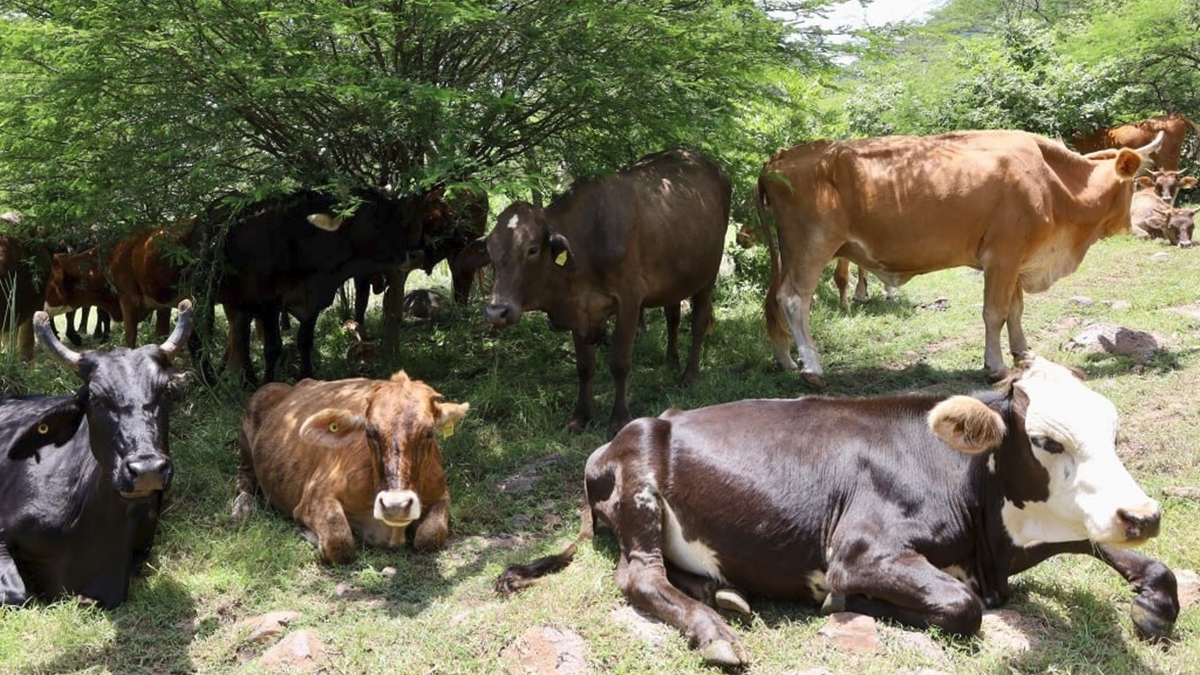 Gusano barrenador en Guanajuato