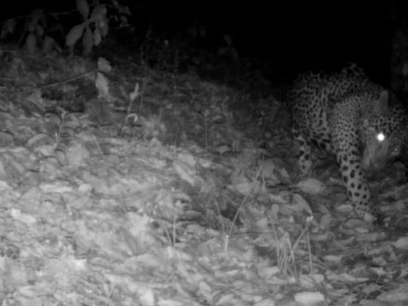 Inédito avistamiento en Guanajuato: Captan por primera vez a un jaguar en la Sierra Gorda