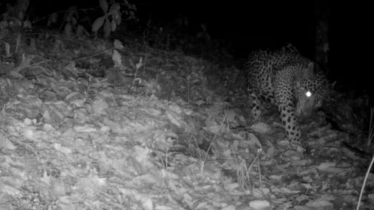 Jaguar en la Sierra Gorda