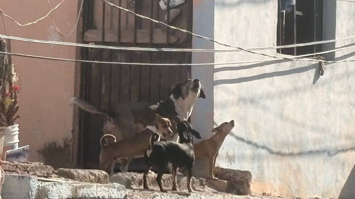 Jaurías de perros en Guanajuato capital