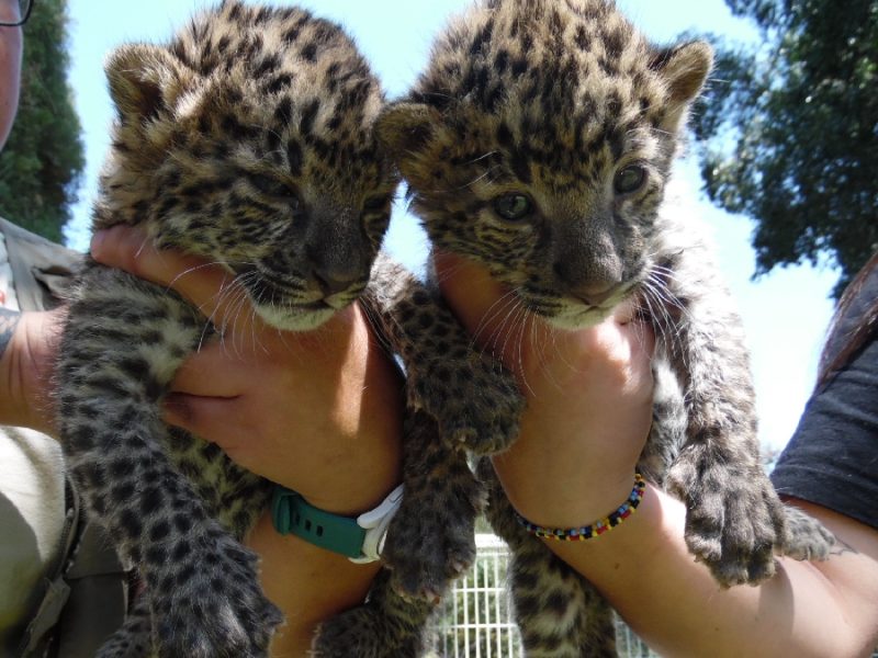 Nuevos habitantes en el ZooIra: Nacen cachorros de leopardo africano para salvar la especie
