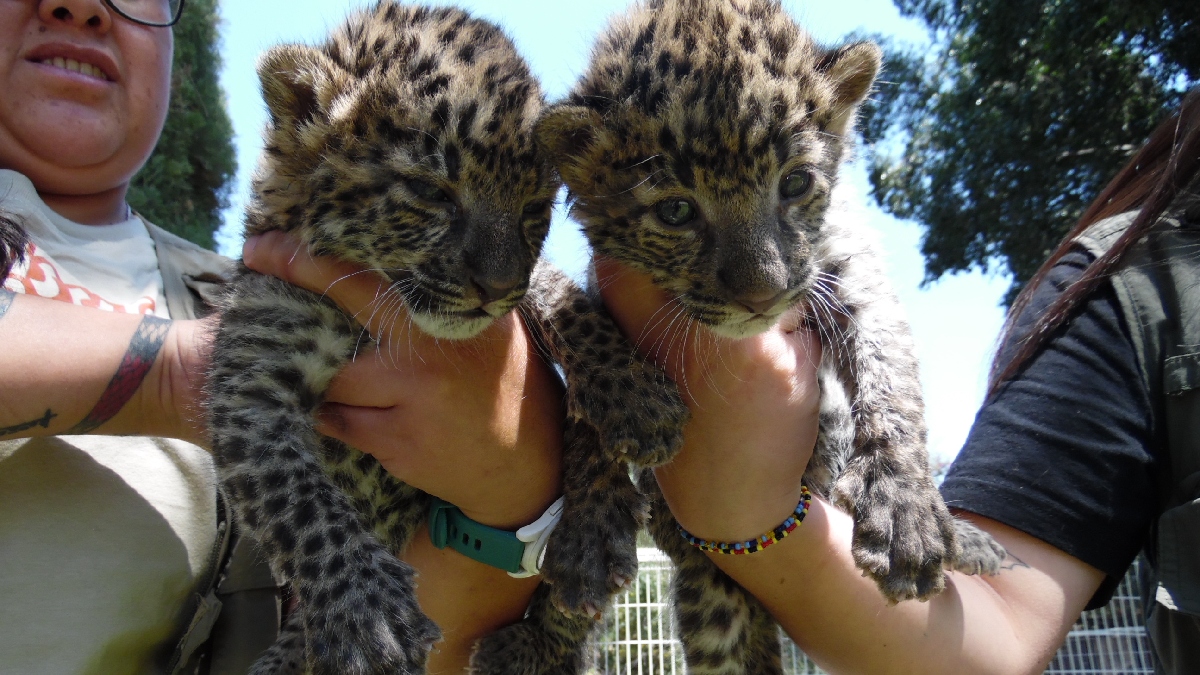 Leopardo