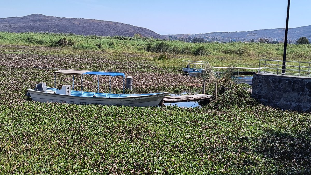 Lirio en Laguna de Yuriria