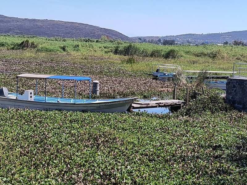Lirio en Laguna de Yuriria