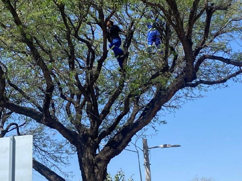 Rescatan 83 mil árboles afectados por el muérdago en León