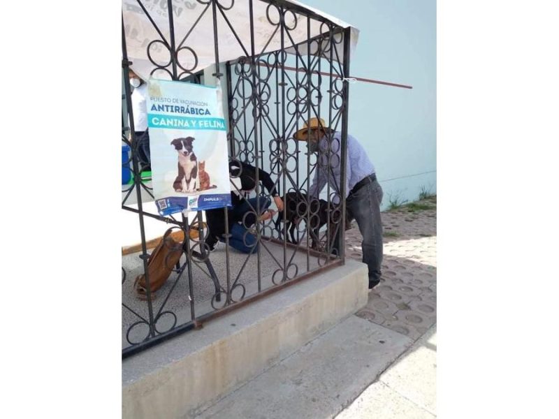 Pueblos del Rincón participarán en la Semana Nacional de Vacunación Antirrábica para perros y gatos