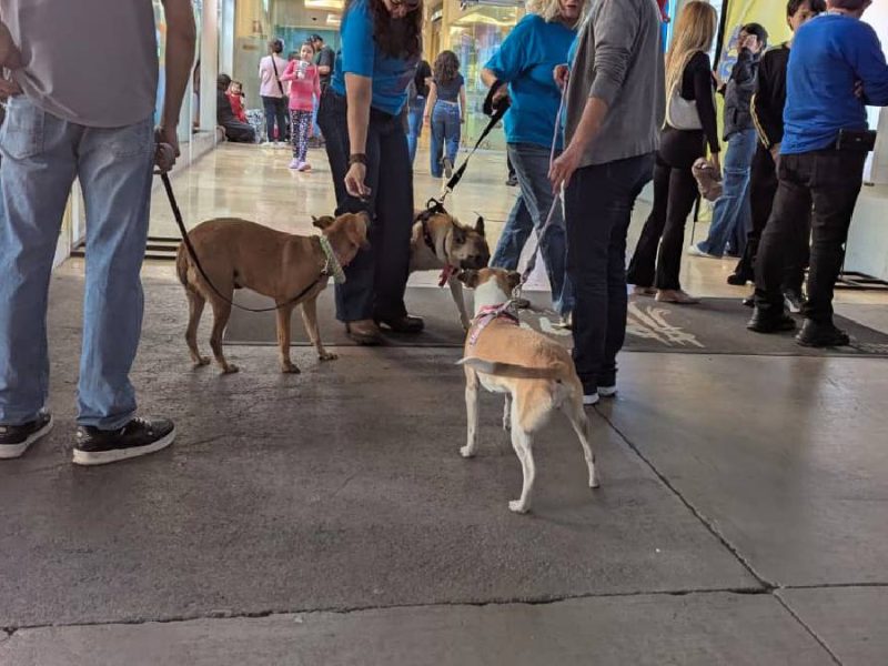 Iglesia católica alerta por crisis en el matrimonio y auge de “perrhijos”