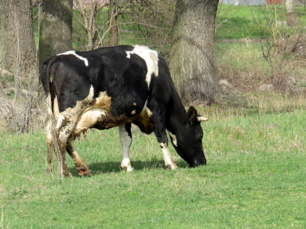 Alertan a ganaderos de Hidalgo por riesgo de gusano barrenador