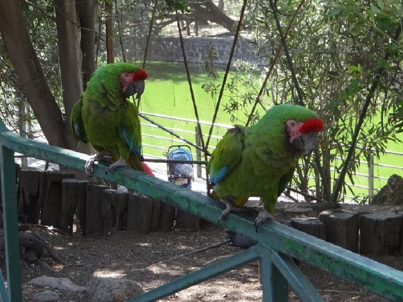 ¿Sin planes? ZooIra anuncia horarios y costos para este periodo vacacional 2026