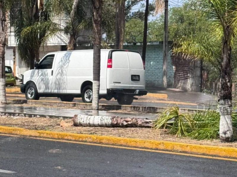 Conductora derriba palmera y choca moto en bulevar Uriangato; se da a la fuga