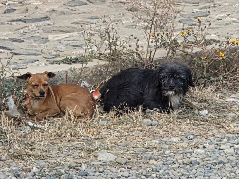 ¿Buscas un amigo fiel? Aquí fechas y sedes para la adopción de perros en Guanajuato