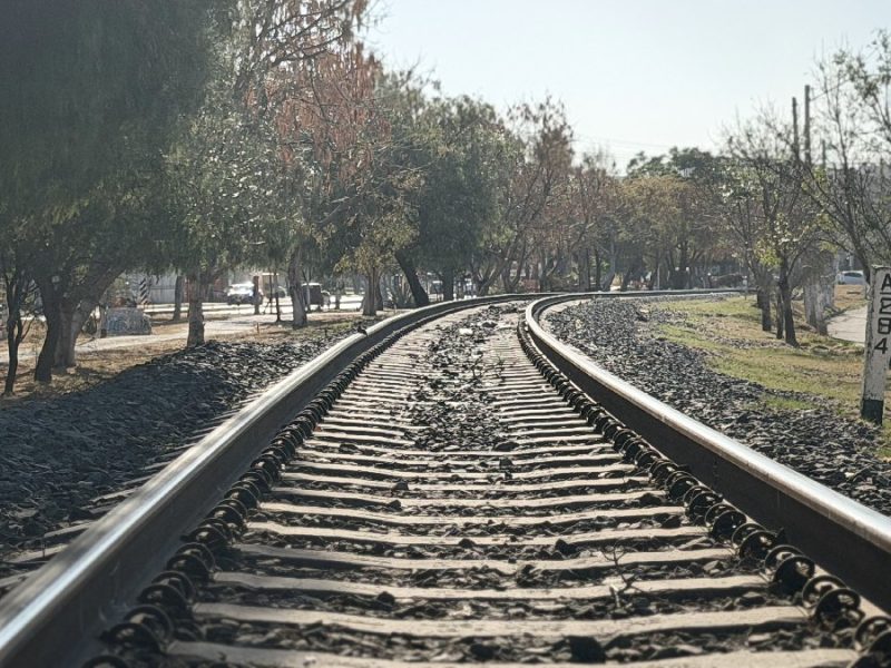 Talarán 290 árboles para obras del tren de pasajeros en Celaya
