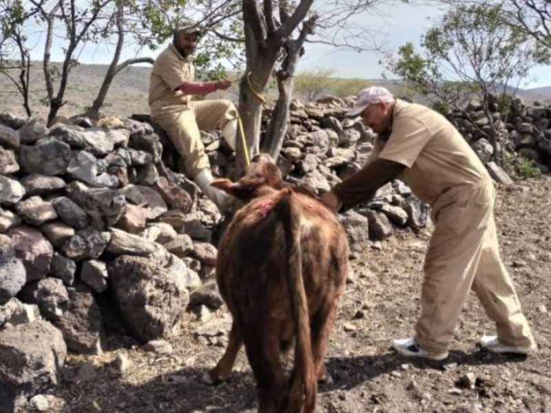 Detectan primer caso de gusano barrenador en Guanajuato; activan cerco sanitario en Apaseo el Grande