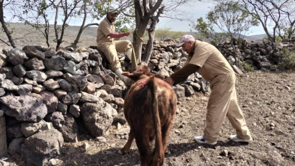 gusano-barrenador-guanajuato