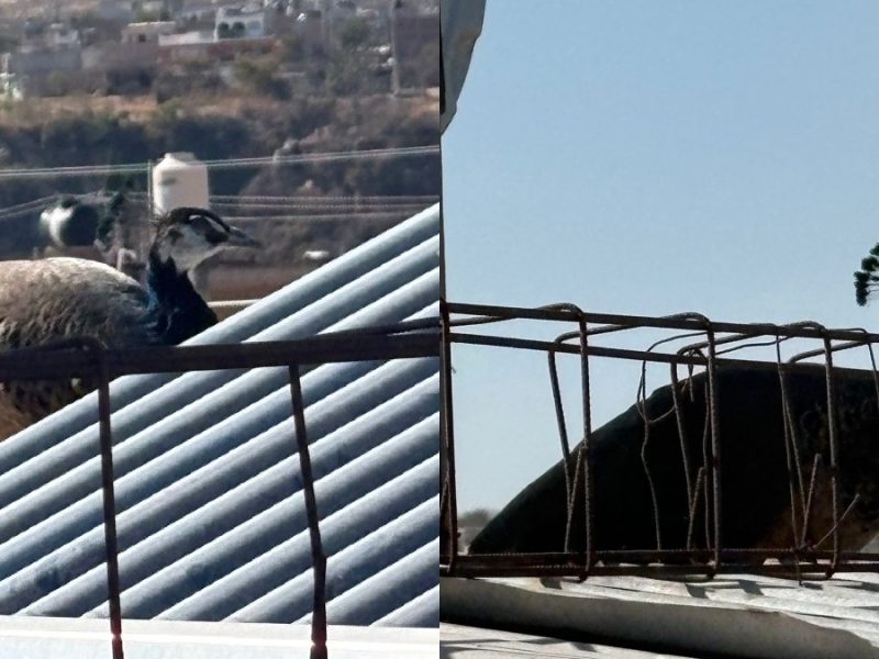 Sorprende pavorreal a familia de la León II; estaba en la azotea y ni cuenta se habían dado