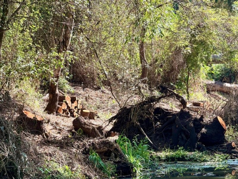Investigan en Purísima cobros indebidos por compensaciones en talas y denuncian daños en río Toyi