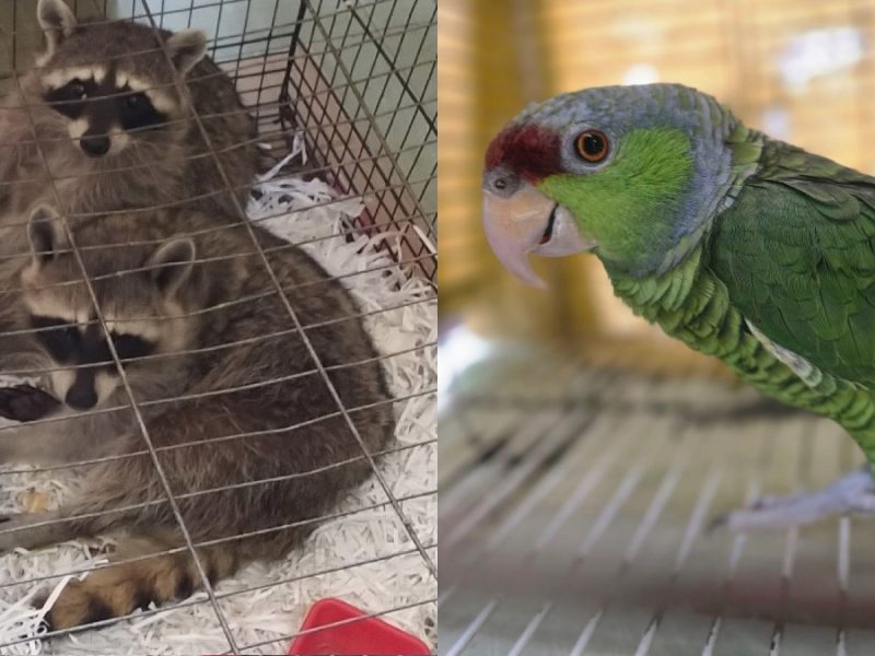 ¿Dónde están? En dos años, Profepa asegura 665 animales en Guanajuato pero sin resguardo