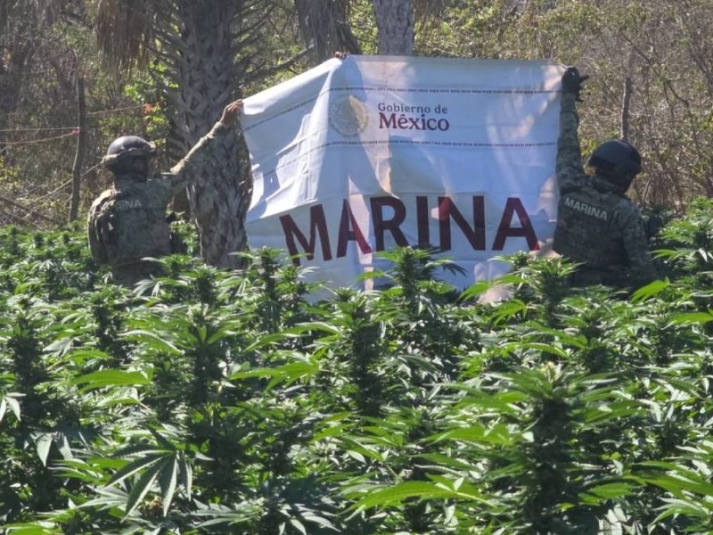 Secretaría de Marina da golpe al narco: Incinera 20 mil plantas de marihuana en Sinaloa