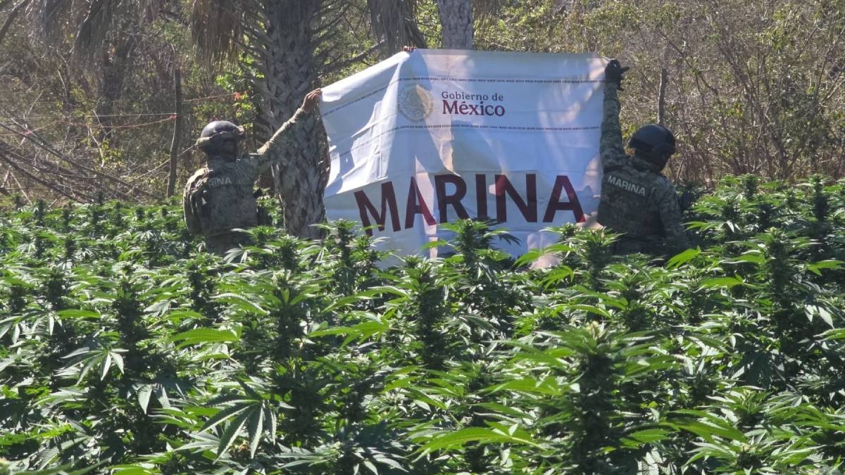 secretaria-marina-marihuana