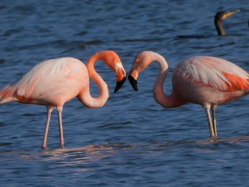 El flamenco que apareció en León y puso a la ciudad en el mapa mundial
