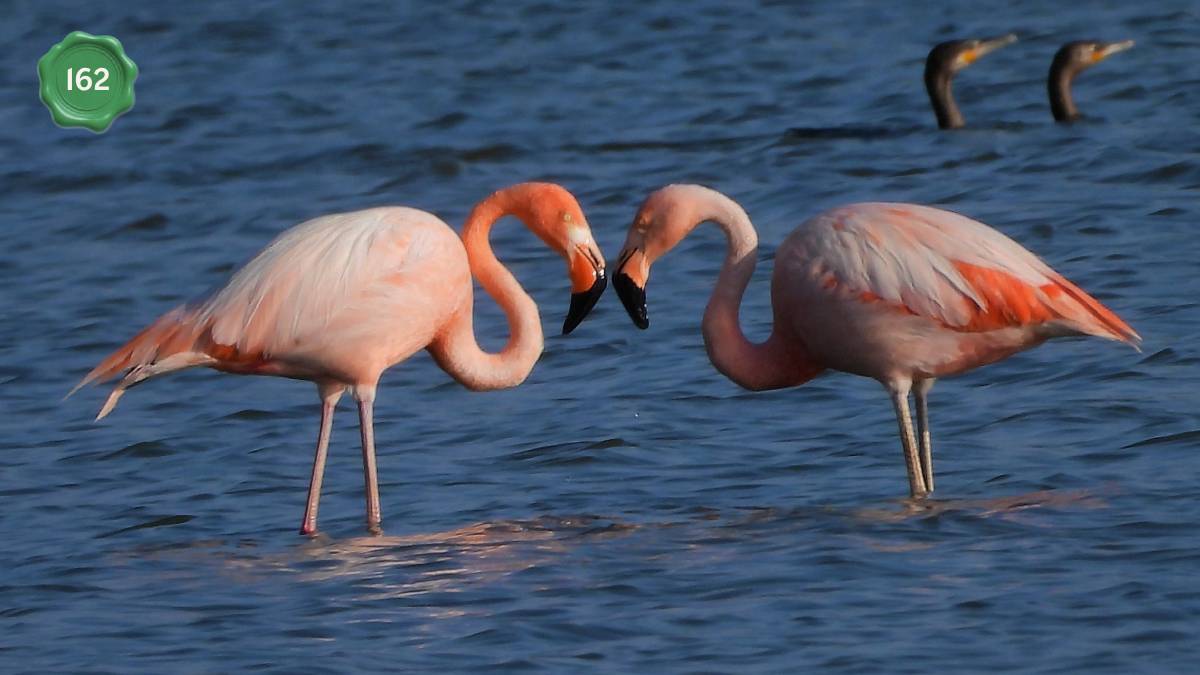 El flamenco que apareció en León y puso a la ciudad en el mapa mundial