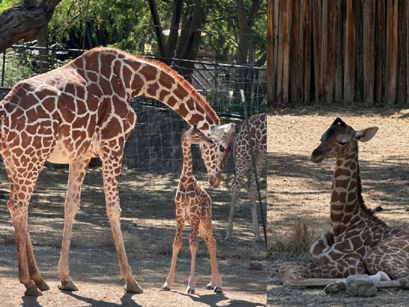 Tiene ZooLeón nuevo habitante, una jirafa reticulada que nació el 26 de abril