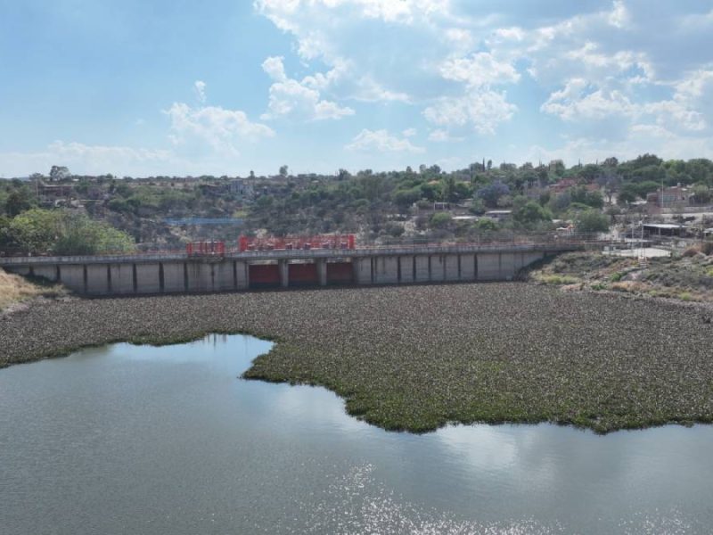 Jornada de limpieza en la Presa Allende: Conagua y voluntarios combaten el lirio