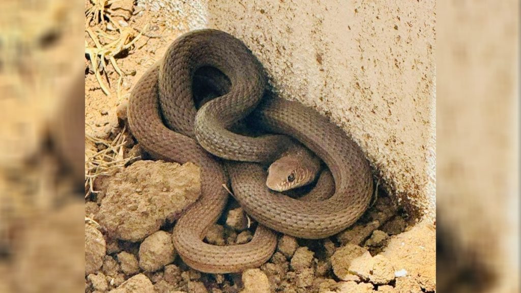 Serpiente en vivienda