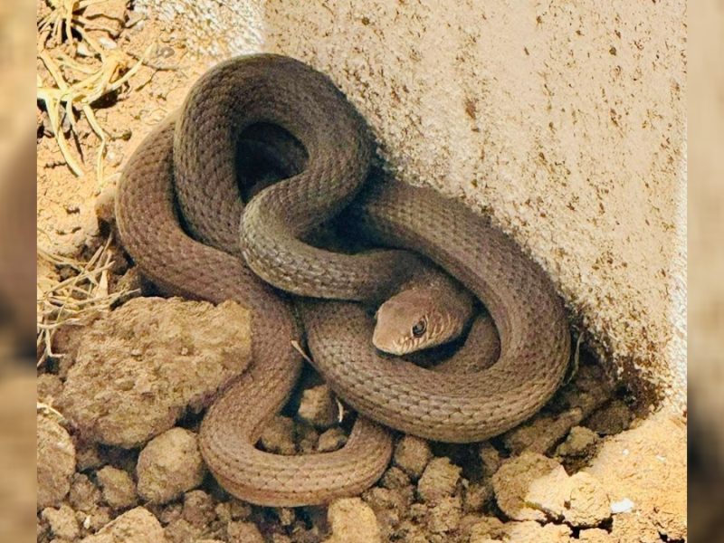 Asusta a vecinos serpiente en León; localizan animal al norte de la ciudad