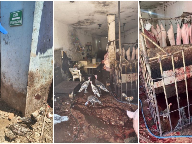 Descubren matadero clandestino en Pénjamo por operativo de inspección en Rastro Municipal