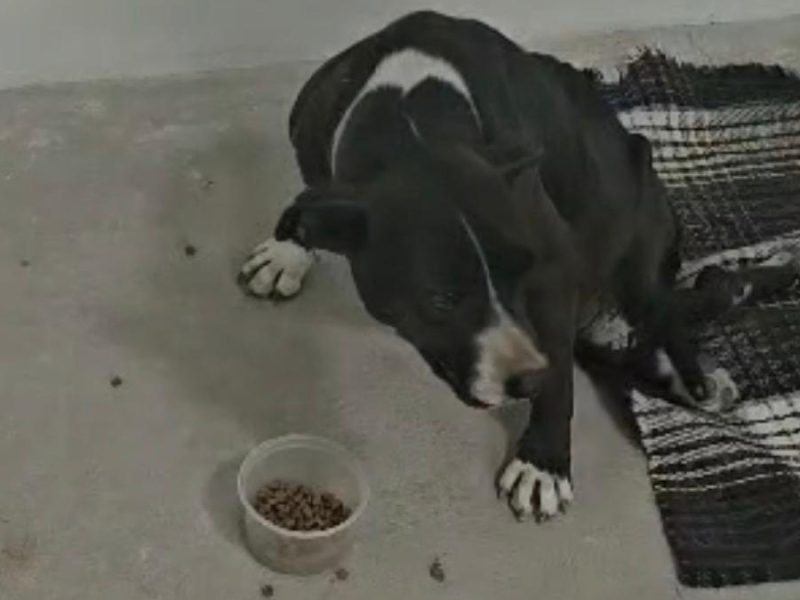 La perrita Alba ya “rueda” hacia su nueva vida: El rescate que conmovió a San Francisco busca un final feliz