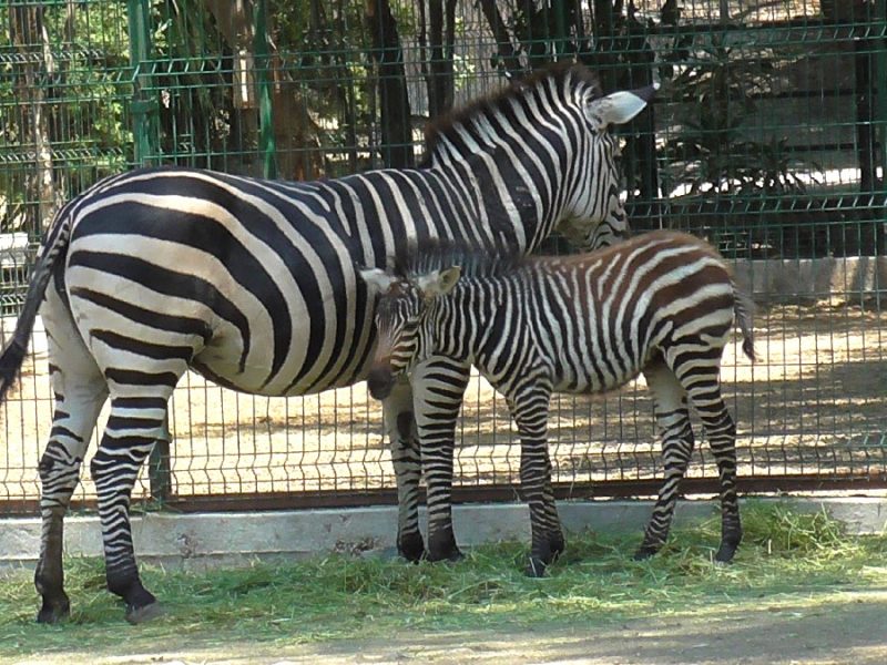 ¡Ya hay cebras bebés! El Zoológico de Irapuato presume nuevos nacimientos y te invita a conocerlos