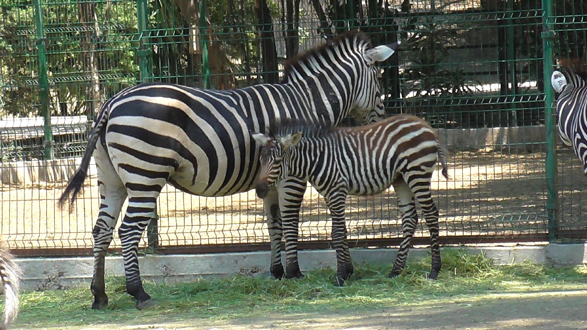 Zoológico