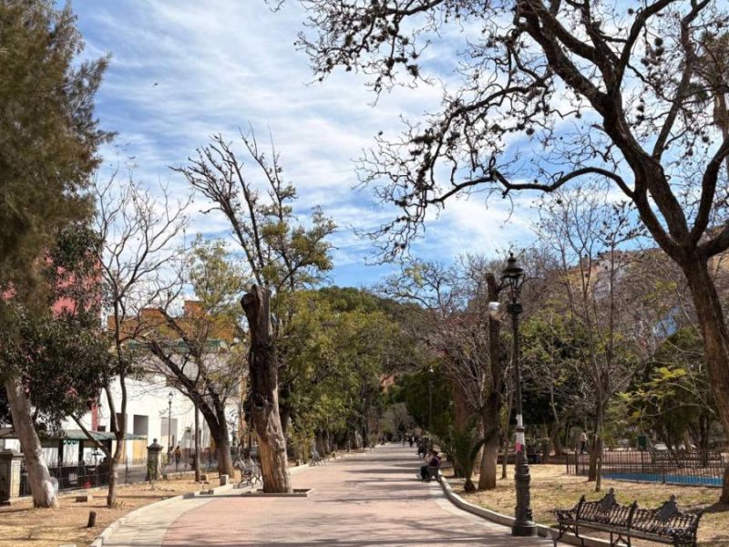 Árboles en Guanajuato capital mueren por estrés hídrico y plagas: Especialistas