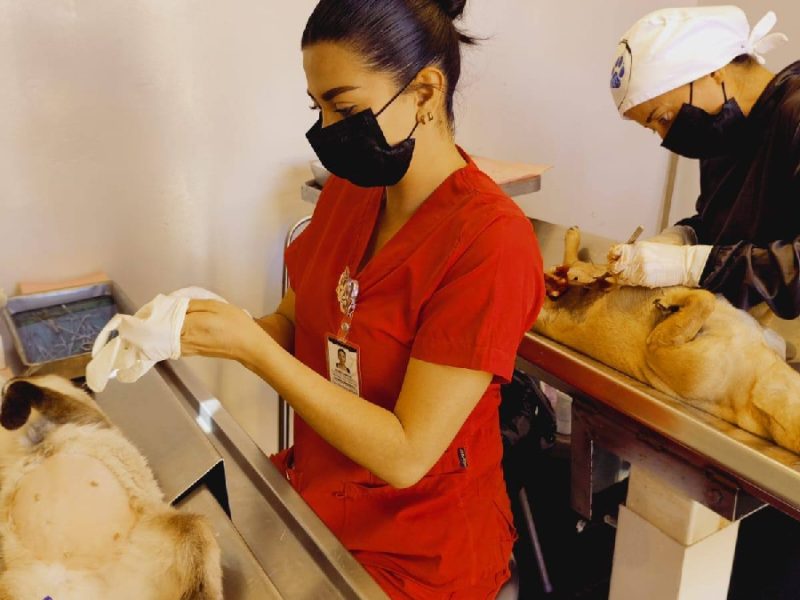 ¿Tienes perro o gato? Habrá esterilizaciones masivas y gratuitas este viernes en Celaya