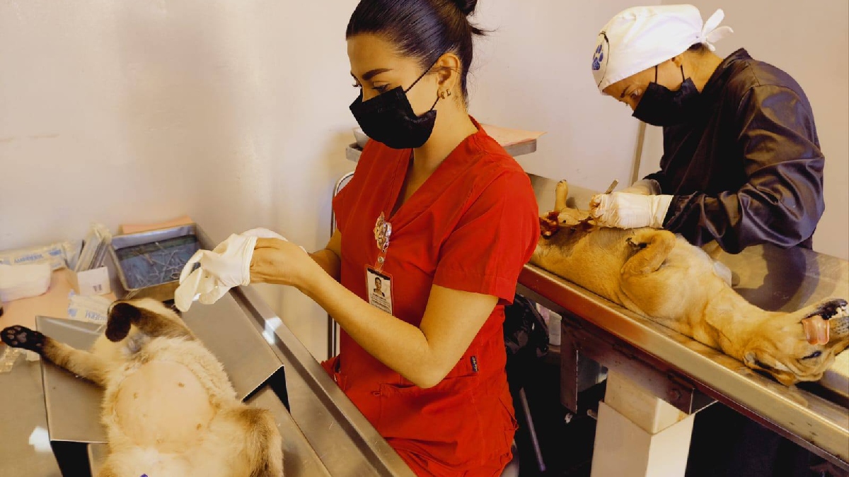 esterilizaciones