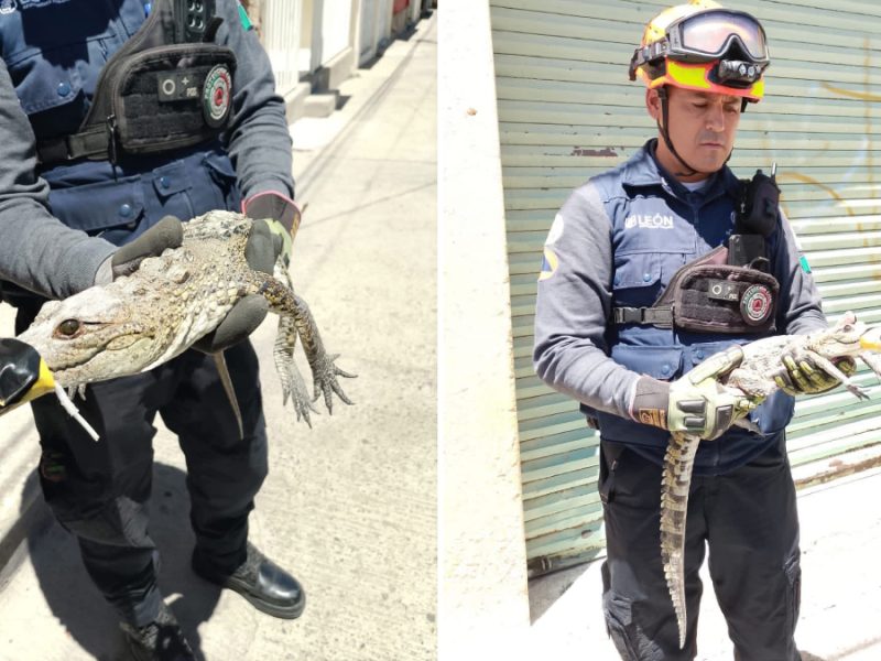 Huésped inesperado en León: Descubren cocodrilo oculto en el techo de una casa de la colonia Industrial