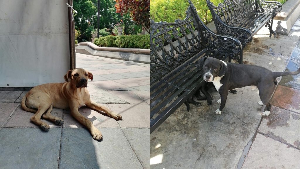 perritos