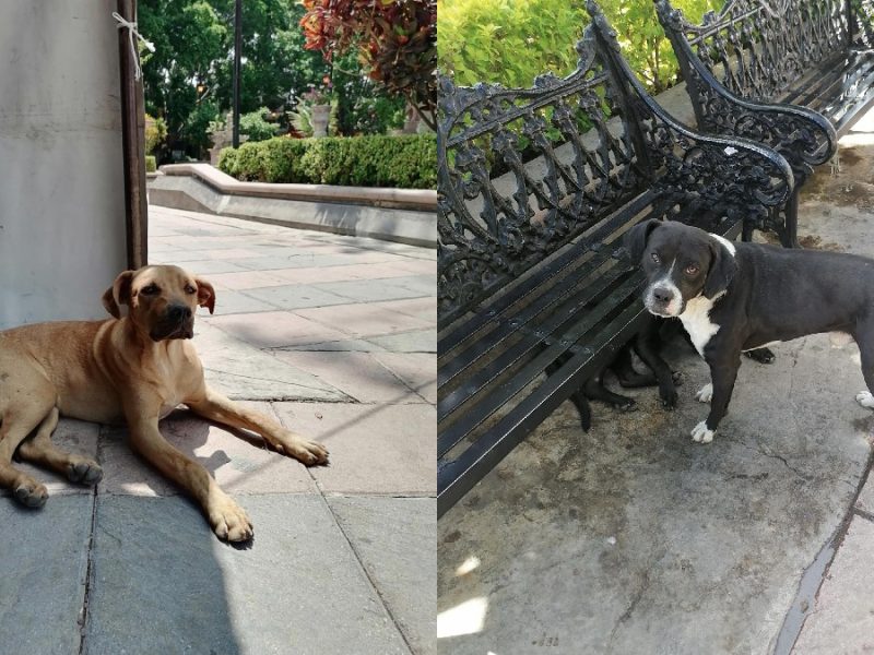 Huellitas de Amor urge aplicar reglamento de protección animal en Purísima
