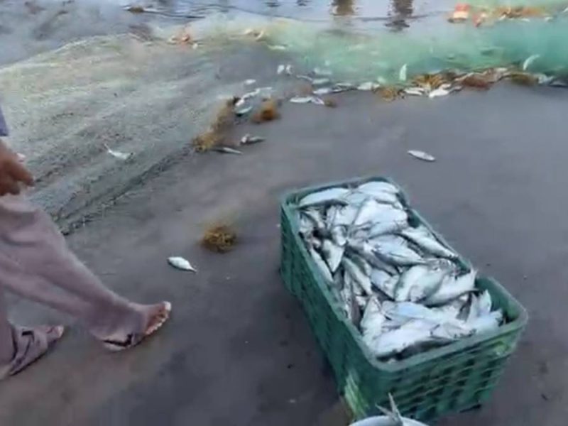 Impacta derrame petrolero a pescadores de Veracruz; se desploma captura de especies