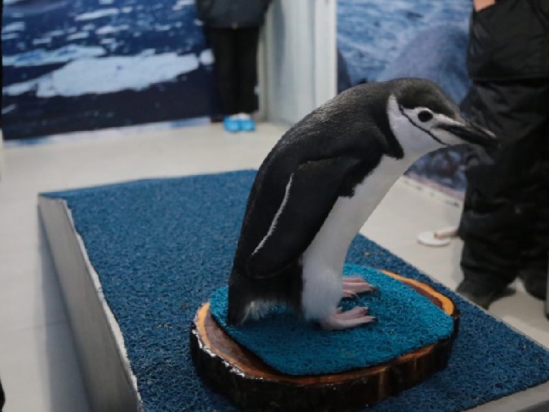 Leo, el pingüino leonés cambia plumaje y con ello da sus primeros chapuzones