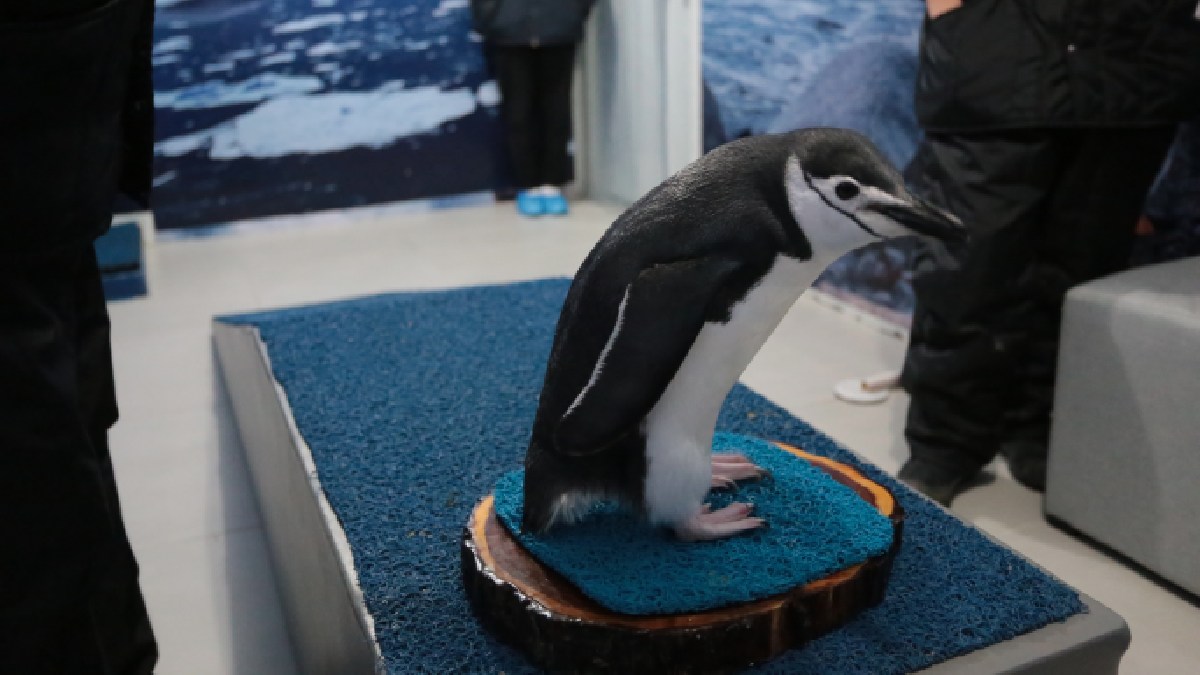 pinguino
