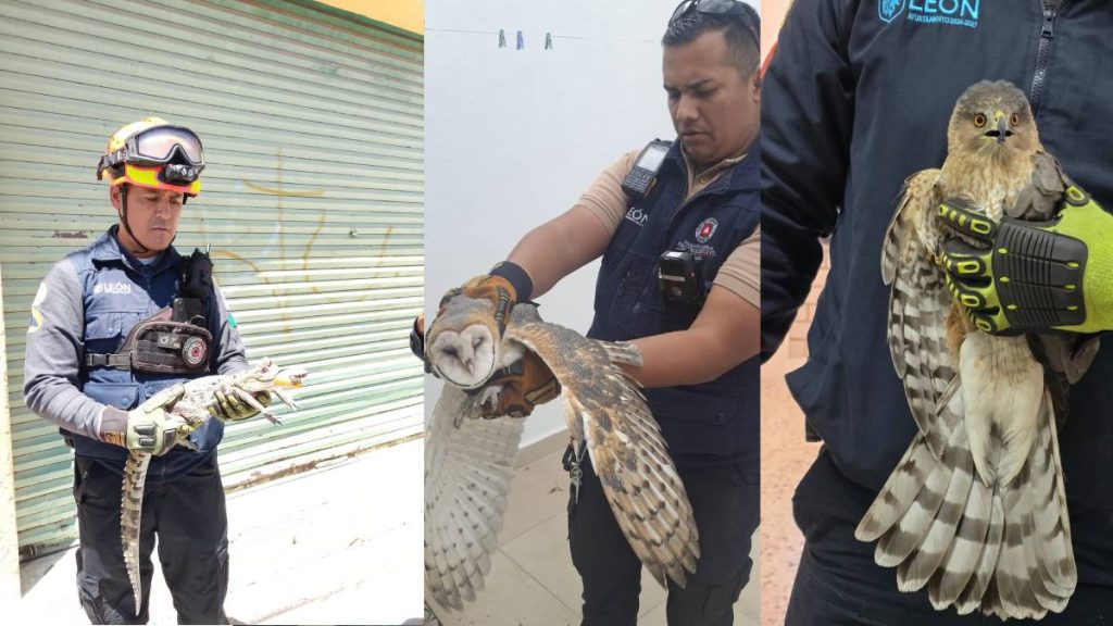 proteccion-civil-leon-fauna