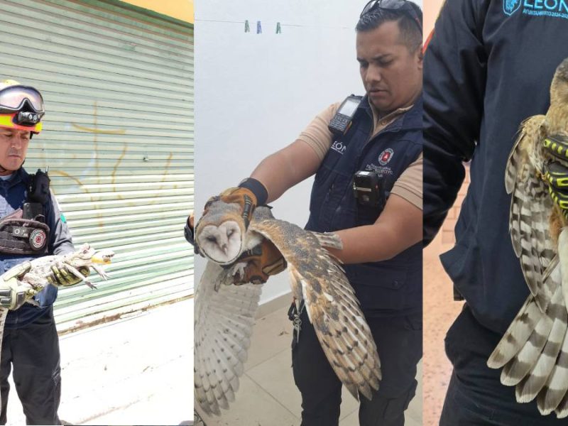 Protección Civil de León suma 386 rescates de animales en 2026; desde perros en pozos hasta cocodrilos
