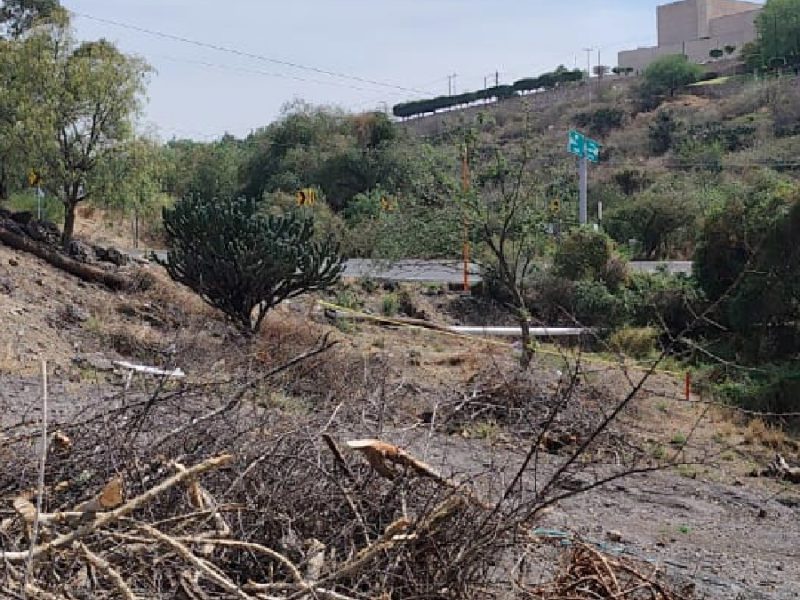 Clausura Profepa terreno por tala de 70 árboles cerca del Auditorio del estado