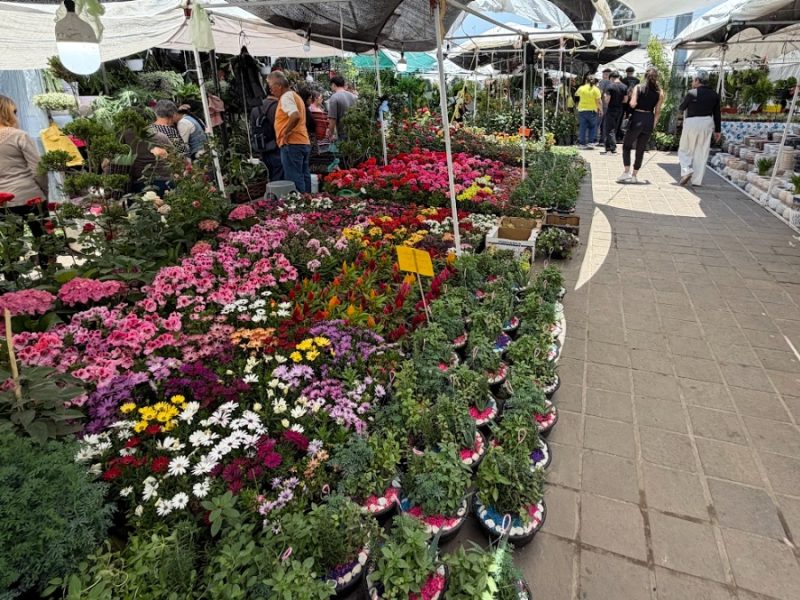 Expo de la Flor Celaya: Extienden a vendedores periodo hasta 31 de mayo ante bajas ventas y les perdonan cuotas
